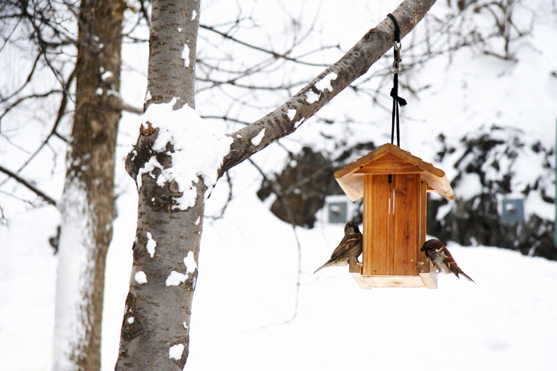 http://www.theater333.com/wp-content/uploads/2012/06/House-sparrows-in-birdhouse.jpg